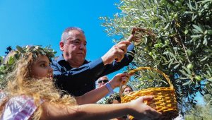 Başkan Böcek, zeytin topladı
