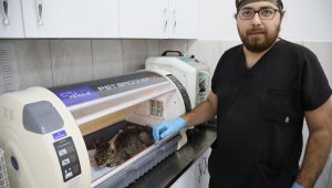 Belediyenin Kedi Evi'ne giren 3 Pitbull, 12 kediyi öldürdü