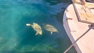 Deniz kaplumbağaları limanda görüntülendi