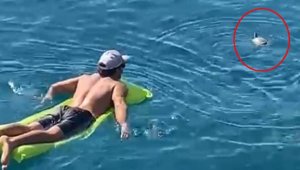 Denize düşen tatlı su kaplumbağasını, dalgıçlar kurtardı