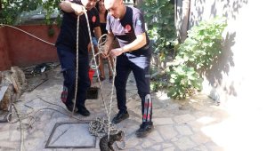 Foseptik çukuruna düşen yavru kediyi itfaiye kurtardı