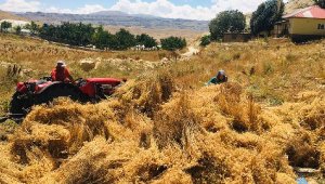 Gazipaşalı üreticiler nohutlarını hasat etti