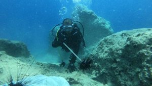 İstilacı deniz kestaneleri ihraç ediliyor