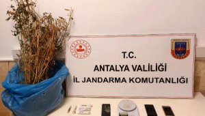 Jandarmadan uyuşturucu operasyonları