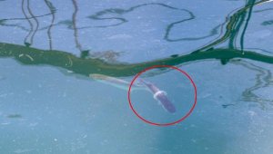 Kefalin kaderi plastik halka