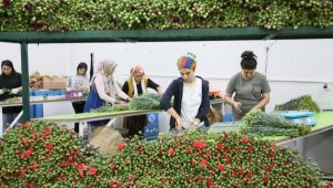 Kraliçe için İngiltere'ye 1,3 milyon dal çiçek gitti, 700 bin daha hazırlanıyor