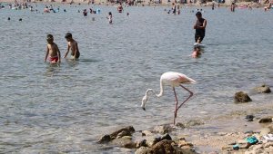 Phaselis Antik Kenti'nde flamingo sürprizi