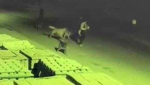 Sokak köpeklerinin saldırısına uğrayan genç kızın yaşadığı korku kamerada