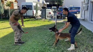 Sokaktan gelen 'Zalım', jandarmanın dedektör köpeği oldu
