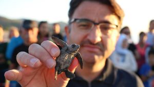 Turistler deniz kaplumbağalarının yuvadan çıkışını izledi