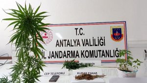Uyuşturucuyu evinin çatısında yetiştirdi