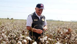 Vali Yazıcı pamuk hasadına katıldı