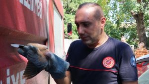 Yavru kumruya kurtarma operasyonu