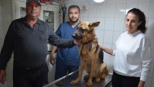 2,5 aydır kayıp köpeği, mikroçip sayesinde bulundu