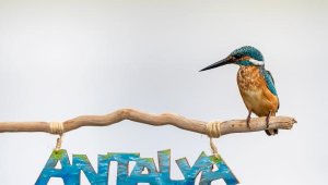 'Yalıçapkını'nı fotoğraflamak için 7 ay bekledi