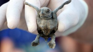 Caretta caretta popülasyonuna 'soğuk' darbesi
