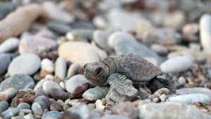 Çıralı'da denizle buluşan yavru caretta sayısı yüzde 27 arttı