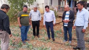 Doludan 102 çiftçinin 305.5 dekar alanı zarar gördü