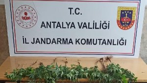 Jandarmadan uyuşturucu operasyonları
