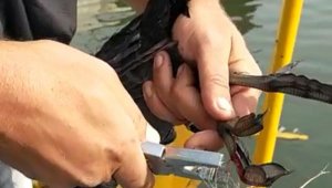 Misinaya takılan Sakarmeke kuşunu kurtardı