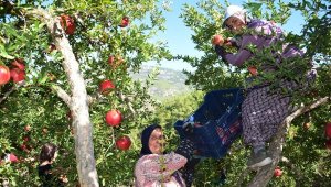 Nar üreticisinin rekolte sevinci