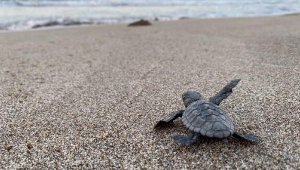 Patara'da 17 bin yavru caretta caretta denizle buluştu