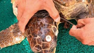 Şamandıra halatına takılan Caretta caretta, dalgıçlar tarafından kurtarıldı