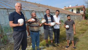 Serik'te dolu, tarım alanlarını vurdu