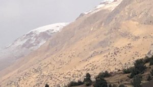 Toroslara mevsimin ilk karı yağdı