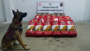 Yolcu otobüsünde 150 kilogram kaçak tütün ele geçirildi