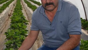 Çilek üreticisi hasadı bekliyor