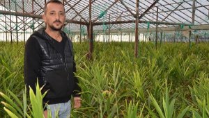 Deneme amaçlı zencefil etki, hasadı bekliyor