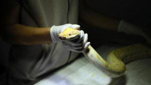 El koyulan albino piton yeni yuvasında