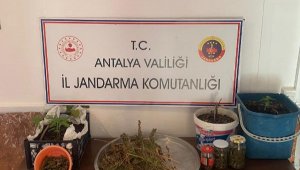 Uyuşturucu yetiştirilen eve jandarma baskını