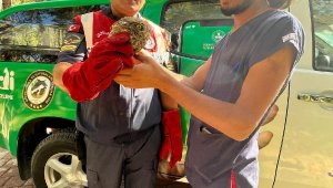 Yaralı baykuşu jandarma kurtardı