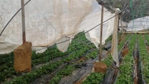Antalya'da hortum, seralara zarar verdi