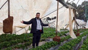 Serik'teki hortumda serası yıkılan üretici: 4 dönümü yerle bir etti