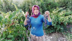 Yazır üzümü için coğrafi işaret çalışması