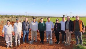 10 bin zeytin ağacının geliri 35 bin öğrenciye burs olacak