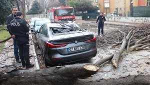 Antalya'da fırtına sonucu otomobilin üzerine ağaç devrildi