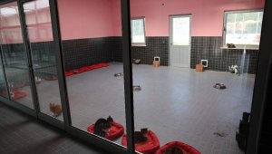 Can dostlar yeni yuvalarına kavuştu
