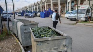 Dikenli salatalık, 'tüketimi yok' diye çöpe atılmış