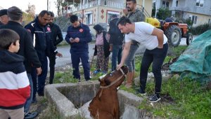 Sulama kanalına düşen inek, iş makinesiyle kurtarıldı; sahibi ağladı