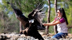 Tedavisi tamamlanan kara akbaba, doğaya bırakıldı