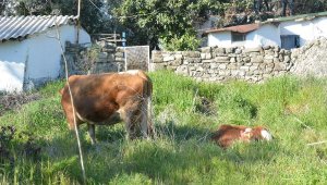 Depremzedenin 4 ineği için yerleştiği otelin bahçesine ağıl yapıldı