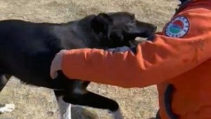 Kepez Belediyesi enkazdan kurtardığı köpeği sahiplendi