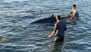 Kıyıya vuran yunus, depremzede aile sayesinde kurtarıldı