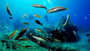 Antalya'da dalış turizmi için geri sayım başladı