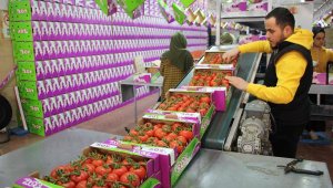 Antalya'da domates ihracatında hareketlilik başladı