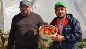 Baba oğul çilek üretiyor